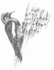 Image of Weowna Park Woodpecker