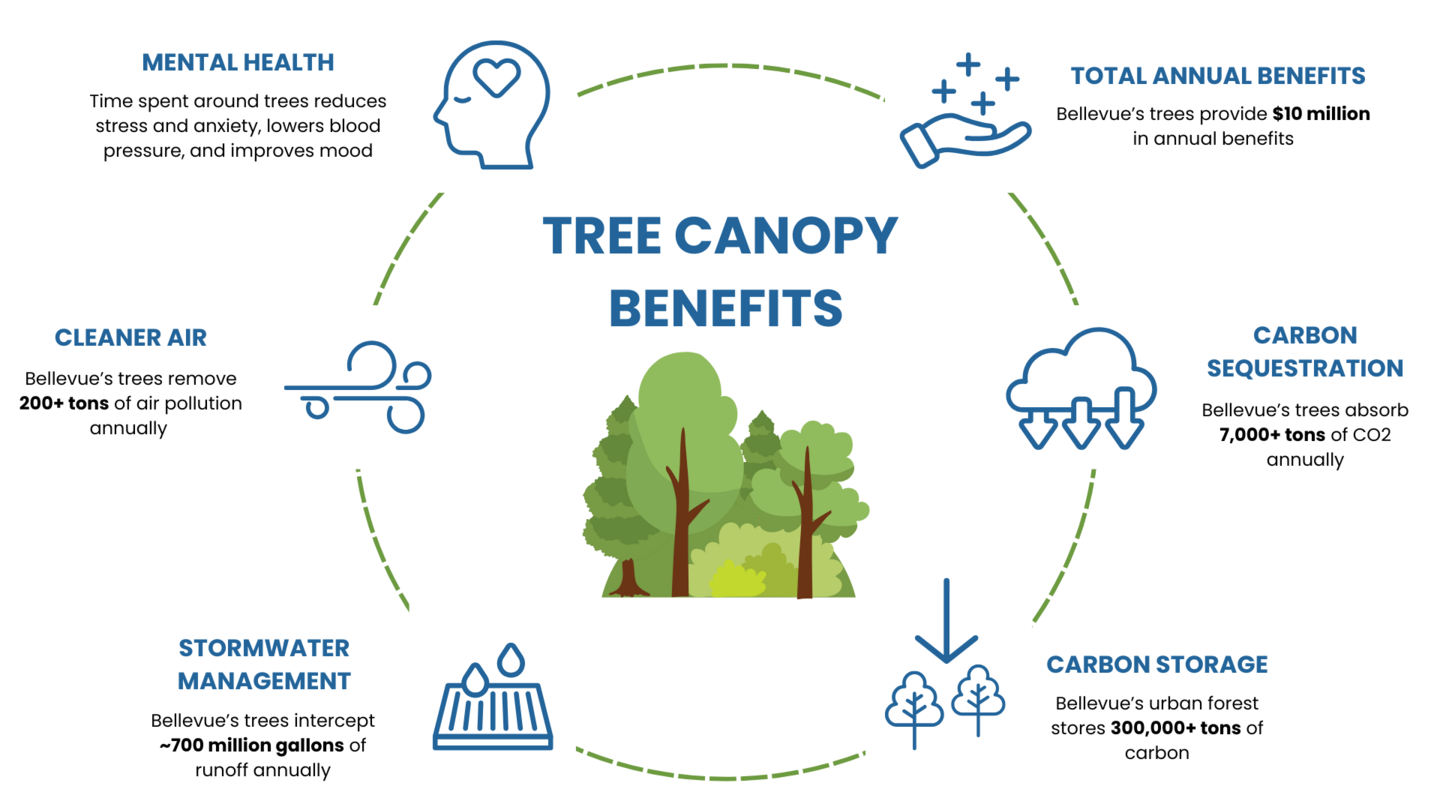 Graphic illustration of tree canopy benefits, including mental health, cleaner air, stormwater management, and carbon sequestration. 