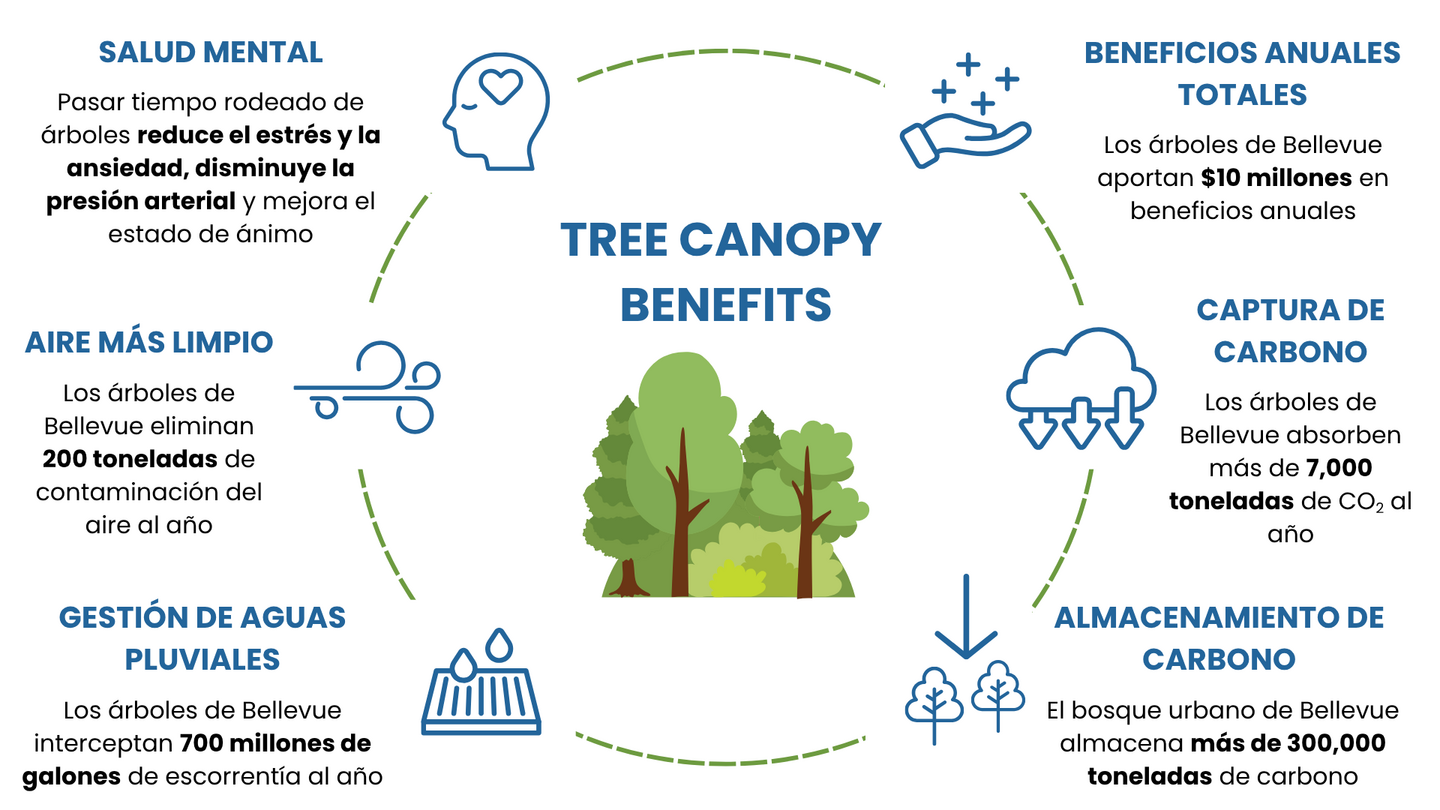 La cubierta arbórea urbana ofrece numerosos beneficios ambientales y para la salud. 