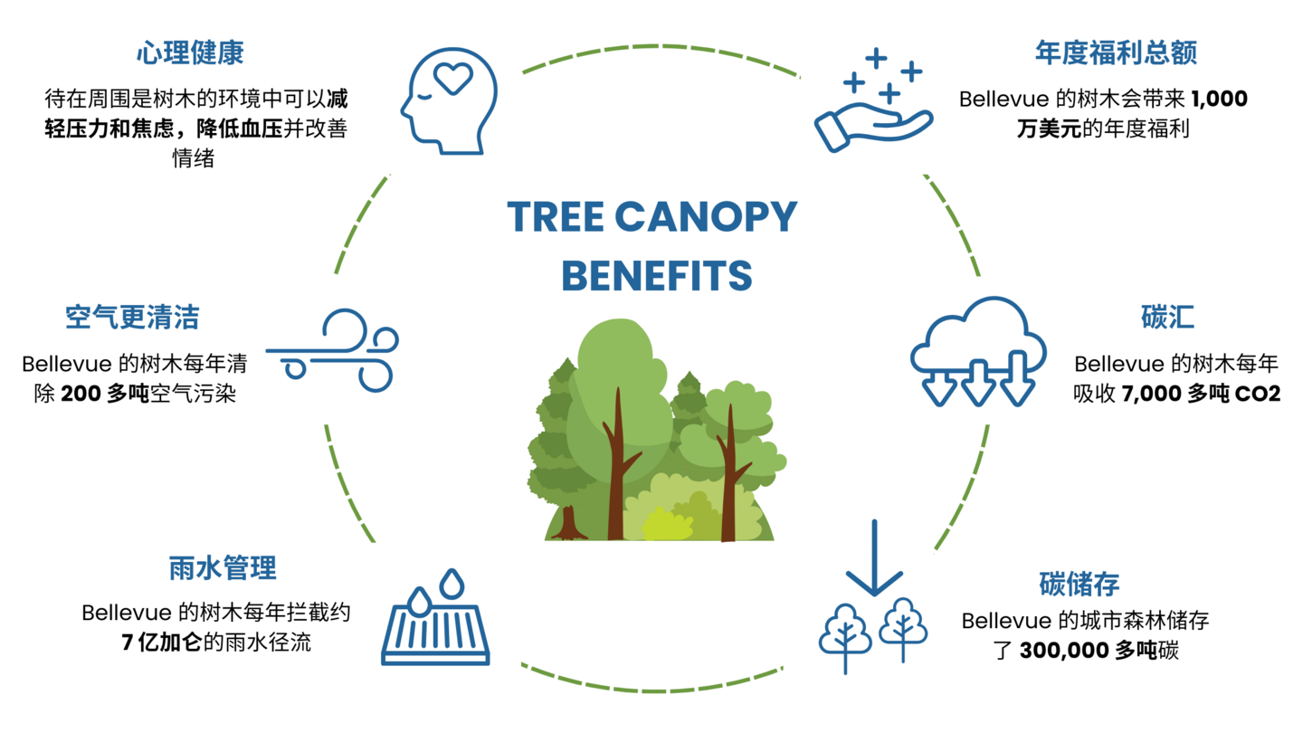 城市树冠对环境和健康有很多益处。