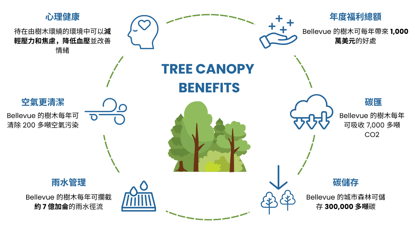 城市樹冠具有許多環境和健康益處。健康的城市樹冠可以緩衝洪澇災害，清除我們空氣和流域中的污染物，並在熱浪期間保持街區涼爽。