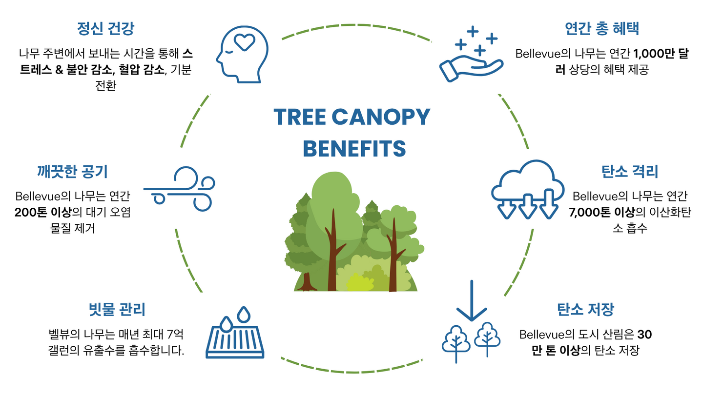 도시 수관층은 많은 환경 및 건강 관련 이점을 제공합니다. 