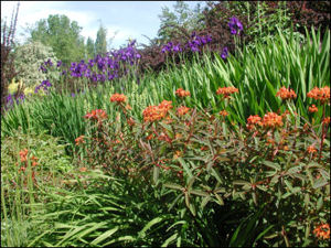 Bellevue Botanical Garden - Perennial Border