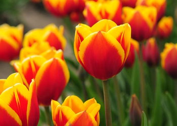 Tulip image from Botanical Garden
