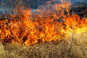 Hot, dry summer will mean greater fire risk