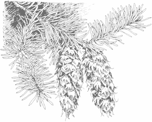 image of drawing of pine tree branches