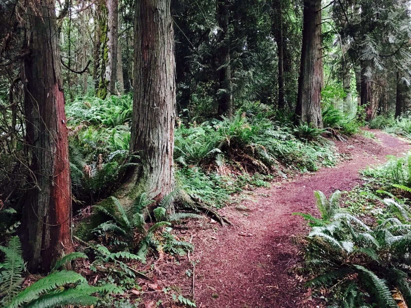 Image of forest trail