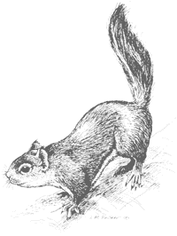 Image of Viewpoint Park Squirrel