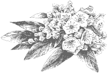 Image of Wilburton Hill Park Flower