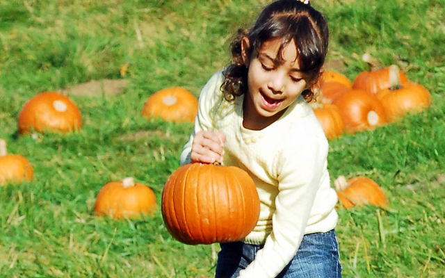 A girl picks a pumpkin at the Kelsey Creek Farm Fair.