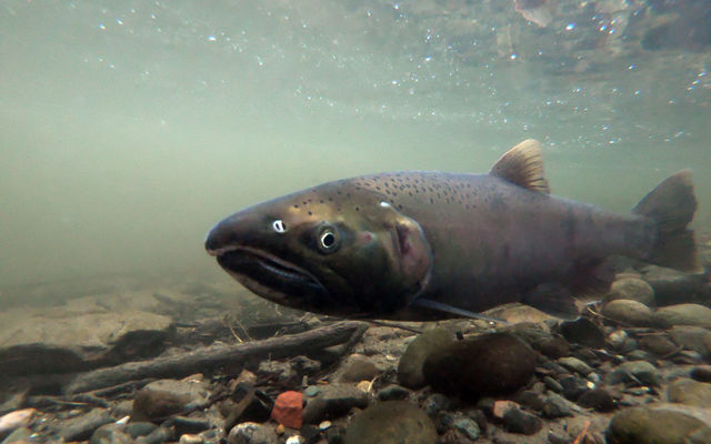 A coho salmon released in Coal Creek swims near the bottom of the stream.