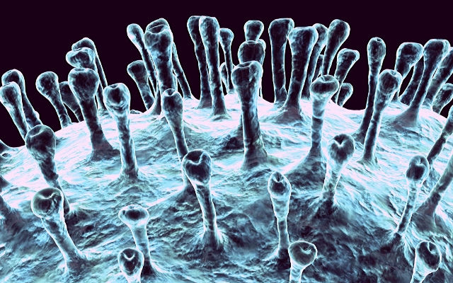 Visualization of coronavirus