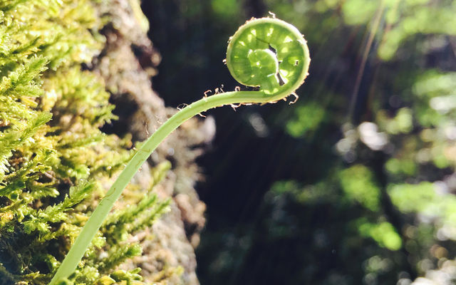 A licorice fern grows in the Coal Creek natural area.