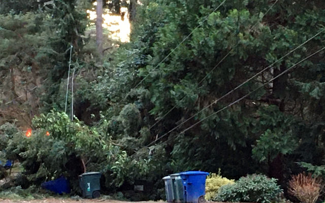 The windstorm Tuesday night downed trees in Bellevue.