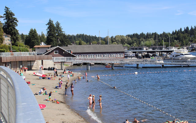 People swim and lounge at Meydenbauer Bay Park.