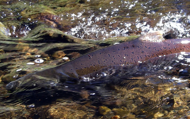 A chinook salmon swims in the West Tributary of Kelsey Creek in Bellevue. 