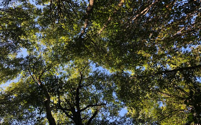 Image of looking up through tree canopy