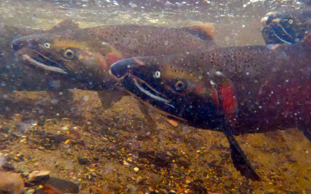 Coho salmon released into Coal Creek swim together.