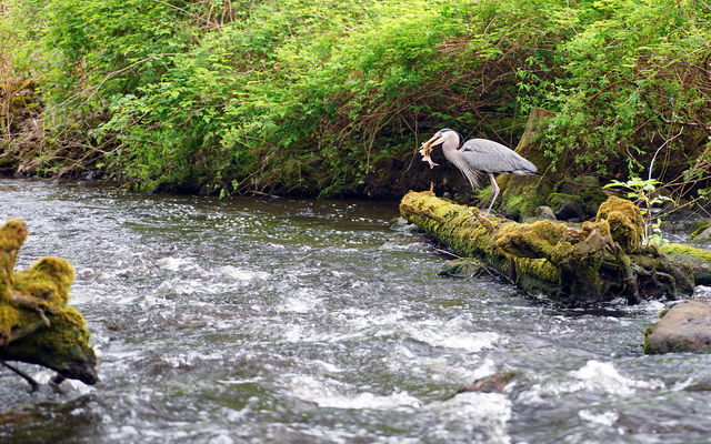 A heron eats a peamouth minnow in a Bellevue stream.