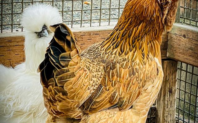 photo of a white chicken behind a brown chicken