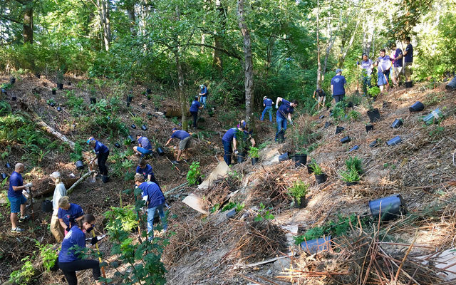Volunteers plant trees.