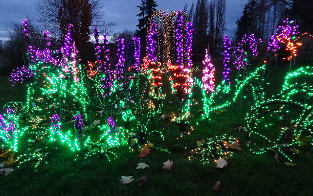 Bushes and flowers crafted with LED lights twinkle at Bellevue Botanical Garden.