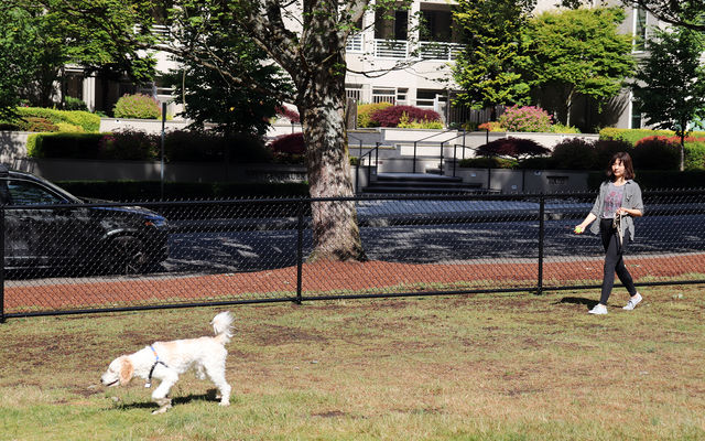 Jia Lu shadows her dog Krystoff at the Wildwood Park off-leash area.