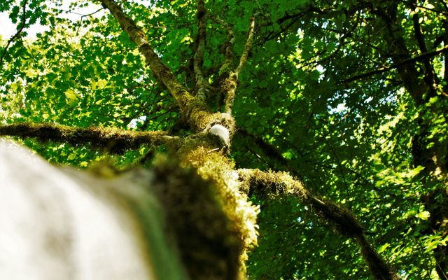 A tree grows in Bellevue.