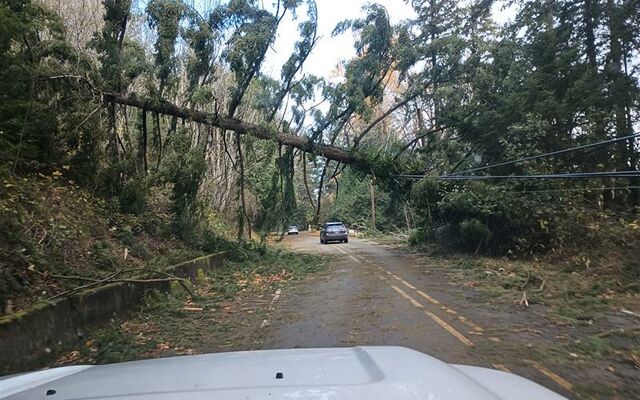 A large tree that came down in the Bomb Cyclone storm Nov. 19 hangs over West Lake Sammamish Parkway.