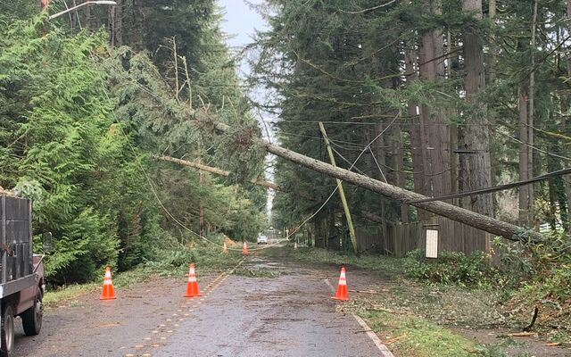 Orange cones blocking road with fallen tree on powerline.
