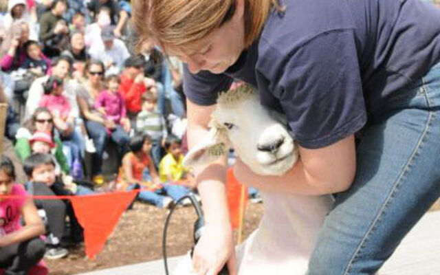 A sheep is shorn on stage.