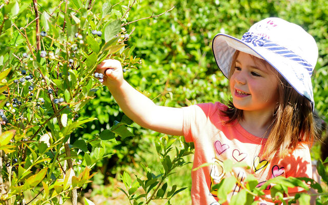 A young girl picks blueberries.
