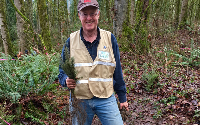 One of Bellevue's naturalists plants trees and shrubs in the forest at Eastgate Park.
