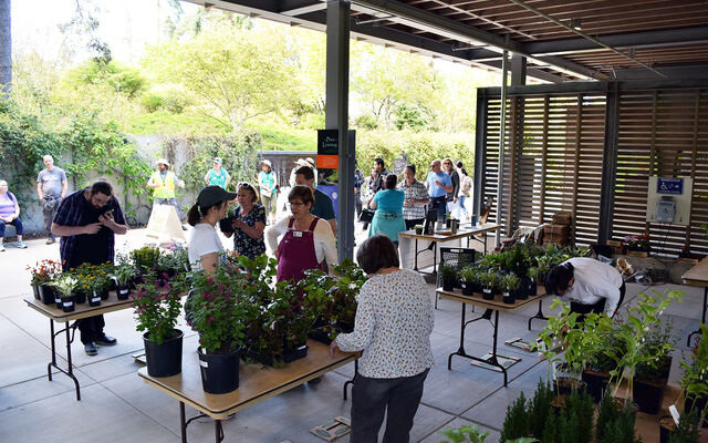 People look at tables with plants on them at the Bellevue Botanical Garden.
