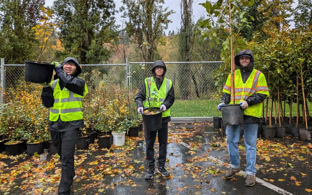 Three boys walk with saplings they received from Bellevue's tree giveaway.