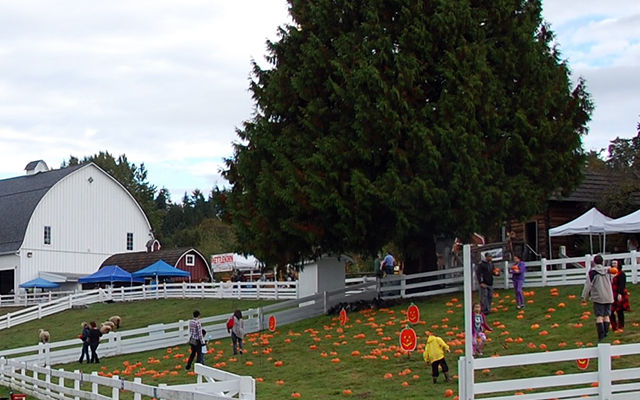 Pumpkins Kelsey Creek Farm Fair.jpg