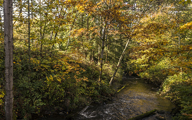 Tree Canopy.JPG