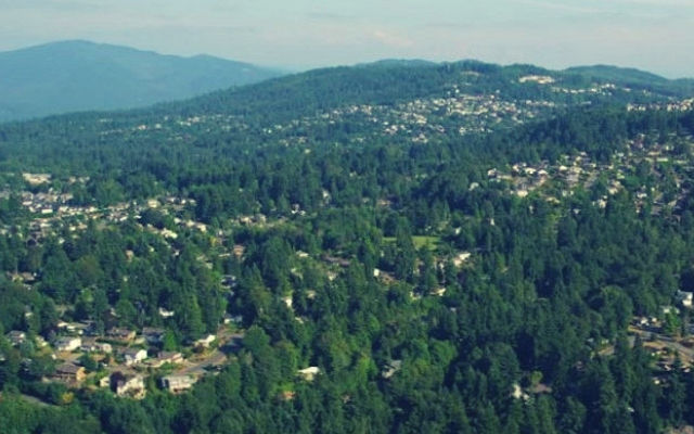 Tree-Canopy.jpg Tree-Canopy.jpg
