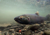 A coho salmon released in Coal Creek swims near the bottom of the stream.