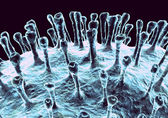 Visualization of coronavirus