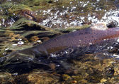 A chinook salmon swims in the West Tributary of Kelsey Creek in Bellevue. 