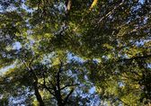 Image of looking up through tree canopy