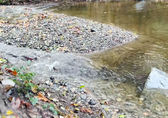 Salmon have been released in Coal Creek.