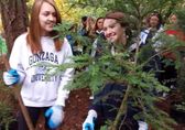 Volunteers plant a tree in Bellevue.