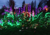 Bushes and flowers crafted with LED lights twinkle at Bellevue Botanical Garden.