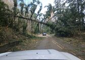 A large tree that came down in the Bomb Cyclone storm Nov. 19 hangs over West Lake Sammamish Parkway.