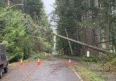 Orange cones blocking road with fallen tree on powerline.