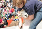 A sheep is shorn on stage.