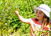 A young girl picks blueberries.