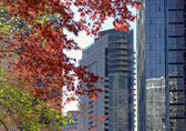 High-rise commercial and residential buildings stand in downtown Bellevue, with a maple tree in front of them.